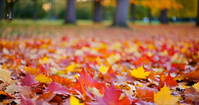 autumn leaves in the park beautiful video,