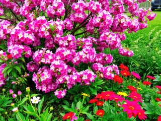 Vibrant Blooming Garden with Pink Flowers, Red Daisies, and Green Foliage Under a Clear Sky at Springtime for Nature Enthusiasts and Garden Lovers