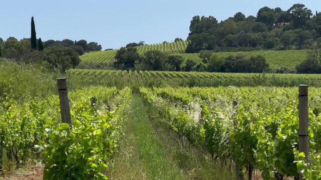 Grapes growing on vineyard during sunny day in summer season. Wide shot. American rural landscape in USA.