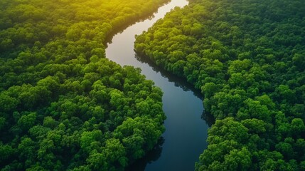 Lush Green Forest River Landscape Aerial View