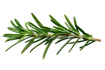 rosemary leaf isolated on a transparent background, png cutout image