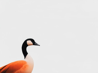 Fototapeta premium Wild Goose Set Against a Pristine White Background