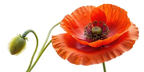 Obraz premium Vibrant poppy panorama: bud to bloom, isolated floral artistry showcased.