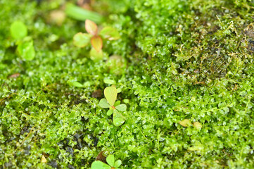 Hemianthus callitrichoides plants( as Dwarf Baby Tears) near water fall.