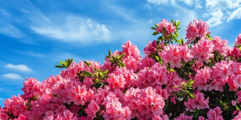 Stunning azalea bushes are in full blossom, contrasting beautifully with the clear blue sky backdrop. The vibrant blooms of azaleas stand out vividly against the sky.