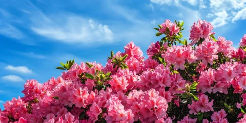 Fotobehang Stunning azalea bushes are in full blossom, contrasting beautifully with the clear blue sky backdrop. The vibrant blooms of azaleas stand out vividly against the sky. © Mehemmed