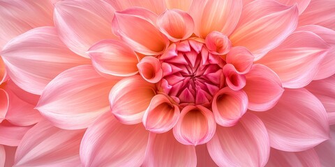 Close up view of a pink dahlia flower, showcasing its vibrant petals and intricate details. This stunning pink dahlia captures the beauty and elegance of floral arrangements.