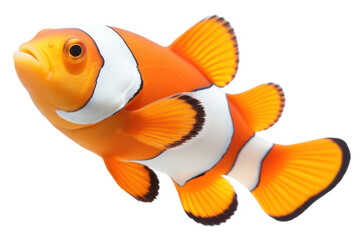 PNG Clownfish animal white background pomacentridae.