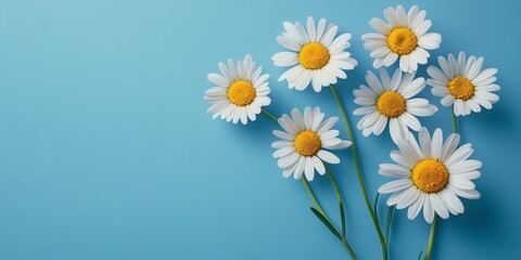 Blank greeting card featuring daisy flowers on a blue background creates a stylish mock up. This greeting card design offers ample copy space for personalization and invitations.