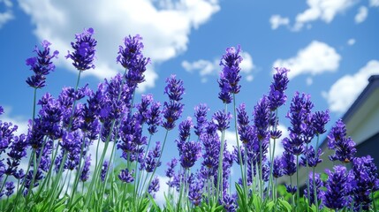 Naklejka premium Vibrant Lavender Field Under Bright Blue Sky with Fluffy White Clouds