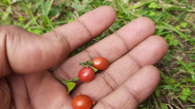 Murraya paniculata fruits. Its other names orange jasmine,&nbsp;orange jessamine and china box flower. Its&nbsp;is a species of shrub or small tree in the family&nbsp;Rutaceae. Kamini fruits. 
