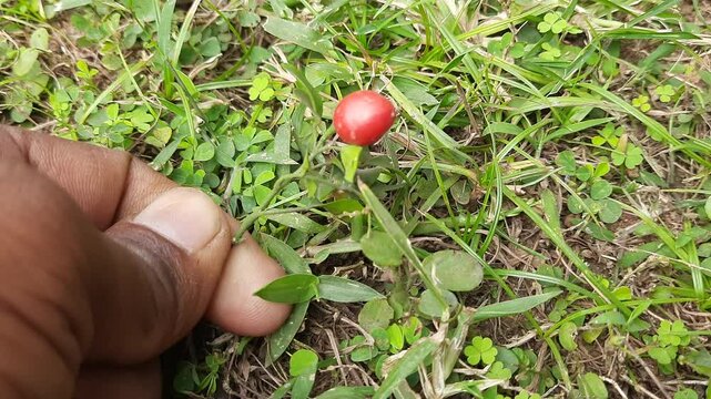 Murraya paniculata fruits. Its other names orange jasmine,&nbsp;orange jessamine and china box flower. Its&nbsp;is a species of shrub or small tree in the family&nbsp;Rutaceae. Kamini fruits. 
