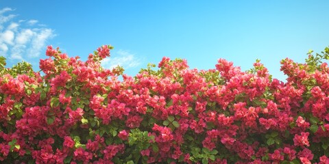 Bougainvillea shrubs create a stunning hedge against a backdrop of a clear blue sky, showcasing the vibrant beauty of bougainvillea in full bloom among lush greenery.