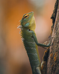 home garden lizard on a tree