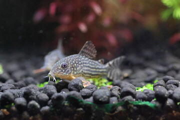 Sterba's corydoras (Corydoras sterbai) is a member of the South American Corydoras genus of freshwater aquarium catfish and one of the most popular species of Corydoras due to its attractive markings.
