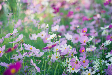 Cosmos flowers in full bloom