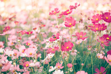 Cosmos flowers in full bloom