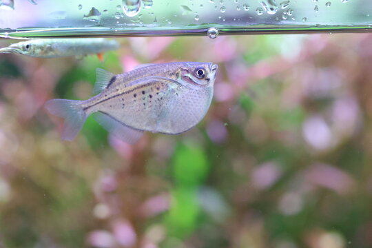 The freshwater hatchetfish (Gasteropelecus sternicla)