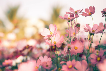 Cosmos flowers in full bloom