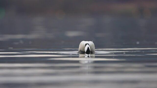 Small white duck with iridescent head diving underwater