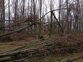 Many broken hornbeam branches broken by the wind lie in the autumn forest against the background of bare trees and a forest covered with fallen leaves.