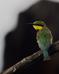 Abejaruco miniatura