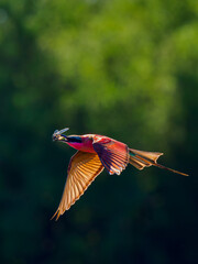 Abejaruco carmesí del sur © Jordi
