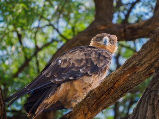 Águila mirando a la camara