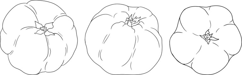 Vector, line Quince apple fruits whole and half cut, tropic farm garden ripe harvest, exotic fruits dessert	