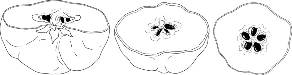 Vector, line Quince apple fruits whole and half cut, tropic farm garden ripe harvest, exotic fruits dessert	