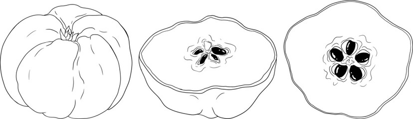 Vector, line Quince apple fruits whole and half cut, tropic farm garden ripe harvest, exotic fruits dessert	