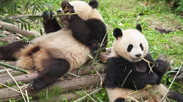 two giant panda bears eating bamboo close up