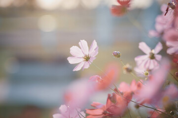 Cosmos flowers in full bloom