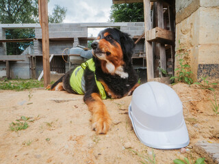 Cute Bearnaise dog on a construction site wearing high visibility vest, hard hat on the ground. Tough boss concept. Security and safety theme. Funny scene with a big animal. Break time concept