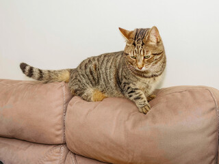 Cute tabby cat on a top of a brown suede couch. Portrait of adorable chubby home pet with tiger style fur. Light color wall background.