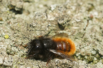 Closeup on a colorful fluffy European mason orchard bee, Osmia cornuta on wood , copy-space