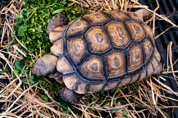A turtle is laying on a pile of straw. The turtle is brown and has a black shell