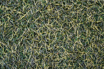 A close up of a field of grass with brown and green grass. The grass is dry and brown, and the image has a somewhat somber mood