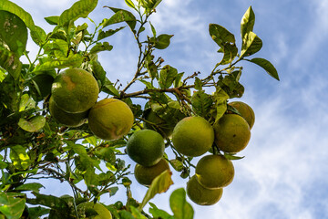 A bunch of green citrus fruit hanging from a tree