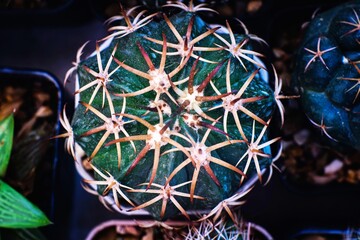 A cactus with brown and green spikes. The cactus is surrounded by other plants. The cactus is the...