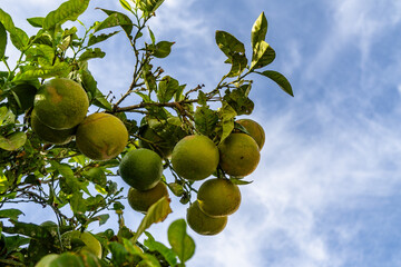 A tree with many green fruits hanging from it