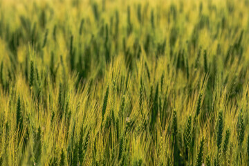 A field of tall green grass with a few brown spots
