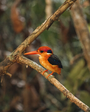 three-toed Kingfisher (Ceyx Erithacus) black backed kingfisher and dwarf kingfisher in Sri Lanka. 