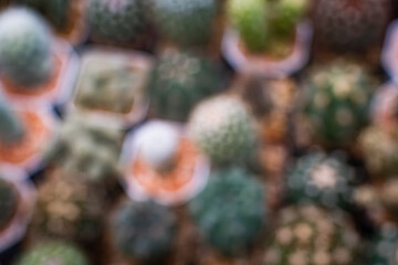 A blurry image of many cacti in various sizes and shapes. The cacti are in different pots and are arranged in a way that they seem to be growing together. Concept of unity and harmony among the plants