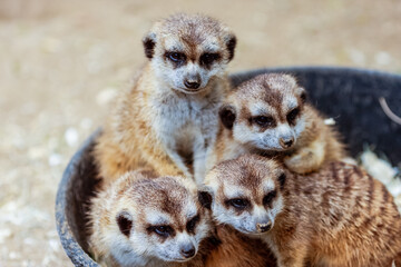 Four baby meerkats are sitting in a black bucket