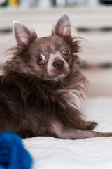Lilac longhair chiwawa portrait, Close-up
