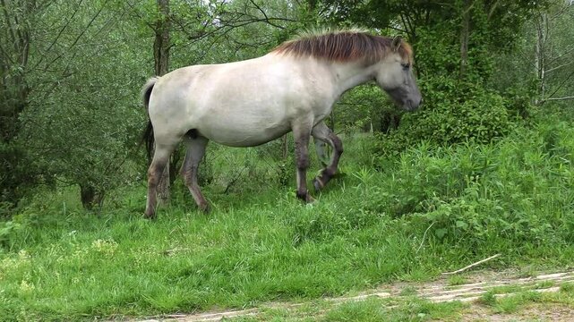 Polish horse walking between trees of floodplain forest, river Waal, Netherlands.