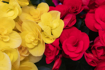 Begonia Grandis or hardy begonia, love longing, bitter love, close-up on wax flowers and leaves of begonia Begonia Semperflorens, flower concept.