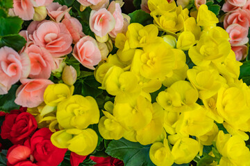 Begonia Grandis or hardy begonia, love longing, bitter love, close-up on wax flowers and leaves of begonia Begonia Semperflorens, flower concept.