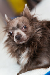 Lilac longhair chiwawa portrait, Close-up